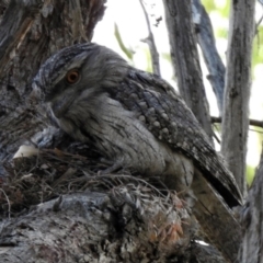 Podargus strigoides at Acton, ACT - 25 Oct 2019 07:38 AM