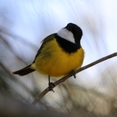 Pachycephala pectoralis at Acton, ACT - 25 Oct 2019 08:23 AM