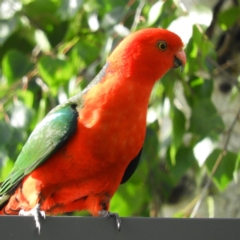 Alisterus scapularis (Australian King-Parrot) at North Batemans Bay, NSW - 20 Oct 2019 by MatthewFrawley