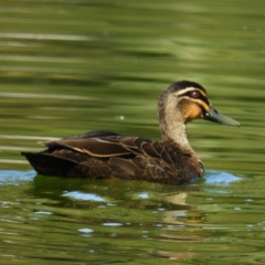 Anas superciliosa (Pacific Black Duck) at North Batemans Bay, NSW - 21 Oct 2019 by MatthewFrawley