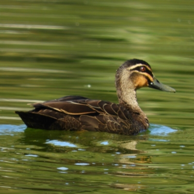 Anas superciliosa (Pacific Black Duck) at North Batemans Bay, NSW - 21 Oct 2019 by MatthewFrawley