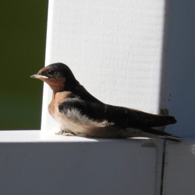 Hirundo neoxena (Welcome Swallow) at North Batemans Bay, NSW - 21 Oct 2019 by MatthewFrawley