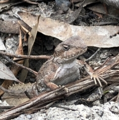 Rankinia diemensis (Mountain Dragon) at Wingecarribee Local Government Area - 25 Oct 2019 by RK