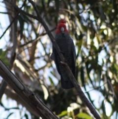 Callocephalon fimbriatum (Gang-gang Cockatoo) at Hughes, ACT - 26 Oct 2019 by LisaH