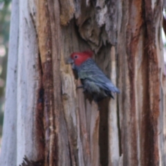 Callocephalon fimbriatum at Hughes, ACT - 26 Oct 2019