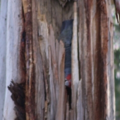 Callocephalon fimbriatum at Hughes, ACT - 26 Oct 2019