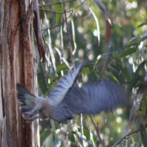 Callocephalon fimbriatum at Hughes, ACT - 26 Oct 2019