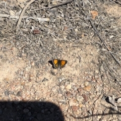 Lucia limbaria (Chequered Copper) at Michelago, NSW - 19 Oct 2019 by Illilanga