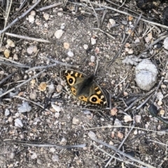 Junonia villida (Meadow Argus) at Michelago, NSW - 22 Jun 2019 by Illilanga