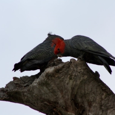 Callocephalon fimbriatum (Gang-gang Cockatoo) at Deakin, ACT - 14 Oct 2019 by LisaH