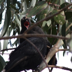 Corcorax melanorhamphos at Hughes, ACT - 14 Oct 2019