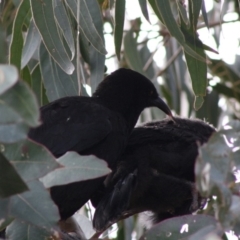 Corcorax melanorhamphos at Hughes, ACT - 14 Oct 2019