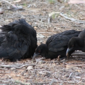 Corcorax melanorhamphos at Hughes, ACT - 14 Oct 2019