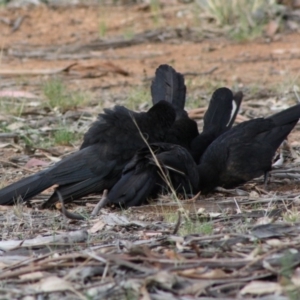 Corcorax melanorhamphos at Hughes, ACT - 14 Oct 2019