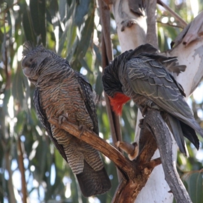 Callocephalon fimbriatum (Gang-gang Cockatoo) at Hughes, ACT - 22 Oct 2019 by LisaH