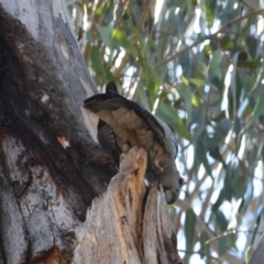 Callocephalon fimbriatum at Hughes, ACT - suppressed