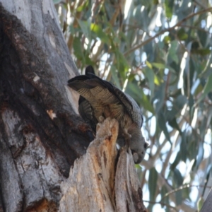 Callocephalon fimbriatum at Hughes, ACT - suppressed