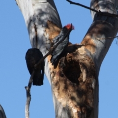 Callocephalon fimbriatum (Gang-gang Cockatoo) at Hughes, ACT - 22 Oct 2019 by LisaH