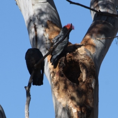 Callocephalon fimbriatum (Gang-gang Cockatoo) at Hughes, ACT - 22 Oct 2019 by LisaH