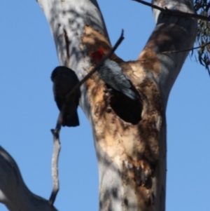 Callocephalon fimbriatum at Hughes, ACT - suppressed