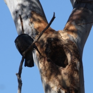 Callocephalon fimbriatum at Hughes, ACT - suppressed