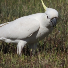 Cacatua galerita (Sulphur-crested Cockatoo) at Lanyon - northern section - 15 Oct 2019 by michaelb