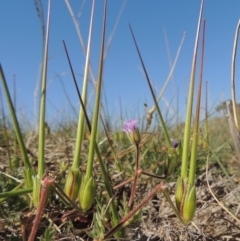 Erodium botrys (Long Storksbill) at Lanyon - northern section - 15 Oct 2019 by michaelb