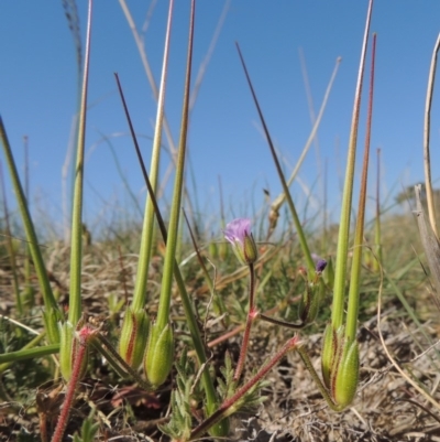 Erodium botrys (Long Storksbill) at Tuggeranong DC, ACT - 15 Oct 2019 by michaelb