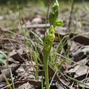 Hymenochilus muticus at Brindabella, NSW - suppressed