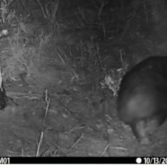 Vombatus ursinus (Bare-nosed Wombat) at Booth, ACT - 13 Oct 2019 by DonFletcher