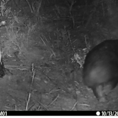 Vombatus ursinus (Common wombat, Bare-nosed Wombat) at Booth, ACT - 13 Oct 2019 by DonFletcher