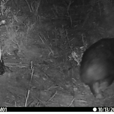 Vombatus ursinus (Common wombat, Bare-nosed Wombat) at Namadgi National Park - 13 Oct 2019 by DonFletcher