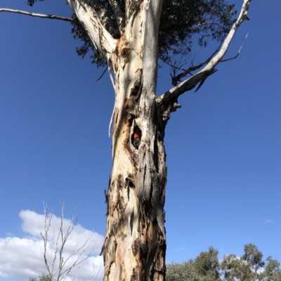 Callocephalon fimbriatum (Gang-gang Cockatoo) at Garran, ACT - 26 Oct 2019 by ruthkerruish