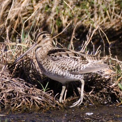 Gallinago hardwickii (Latham's Snipe) at Jerrabomberra Wetlands - 25 Oct 2019 by Marthijn