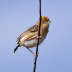 Cisticola exilis (Golden-headed Cisticola) at Fyshwick, ACT - 25 Oct 2019 by Marthijn