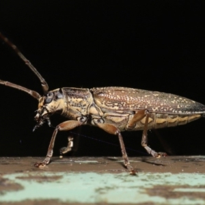 Temnosternus planiusculus at Acton, ACT - 24 Oct 2019 12:24 PM