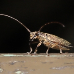 Temnosternus planiusculus at Acton, ACT - 24 Oct 2019 12:24 PM