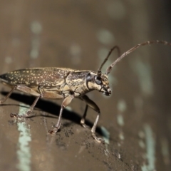 Temnosternus planiusculus at Acton, ACT - 24 Oct 2019 12:24 PM