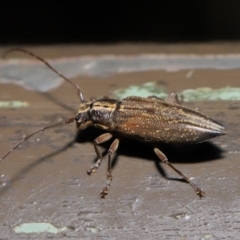 Temnosternus planiusculus at Acton, ACT - 24 Oct 2019 12:24 PM