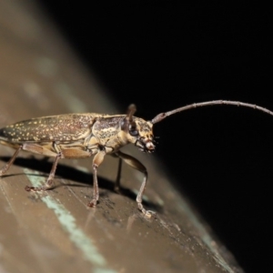 Temnosternus planiusculus at Acton, ACT - 24 Oct 2019 12:24 PM