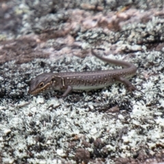 Liopholis whitii (White's Skink) at Tennent, ACT - 25 Oct 2019 by SWishart