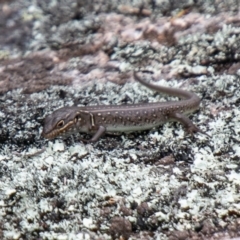 Liopholis whitii (White's Skink) at Tennent, ACT - 24 Oct 2019 by SWishart