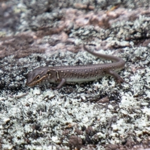 Liopholis whitii at Tennent, ACT - 25 Oct 2019 09:52 AM