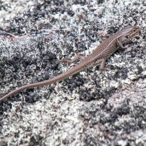 Liopholis whitii at Tennent, ACT - 25 Oct 2019 09:52 AM