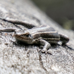 Pseudemoia spenceri at Tennent, ACT - 25 Oct 2019