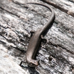 Pseudemoia entrecasteauxii (Woodland Tussock-skink) at Tennent, ACT - 24 Oct 2019 by SWishart