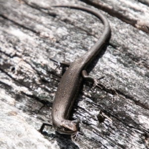 Pseudemoia entrecasteauxii at Tennent, ACT - 25 Oct 2019