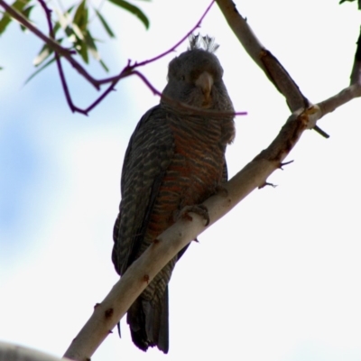 Callocephalon fimbriatum (Gang-gang Cockatoo) at GG97 - 26 Oct 2019 by LisaH