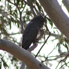 Callocephalon fimbriatum at Hughes, ACT - suppressed