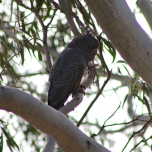 Callocephalon fimbriatum at Hughes, ACT - suppressed